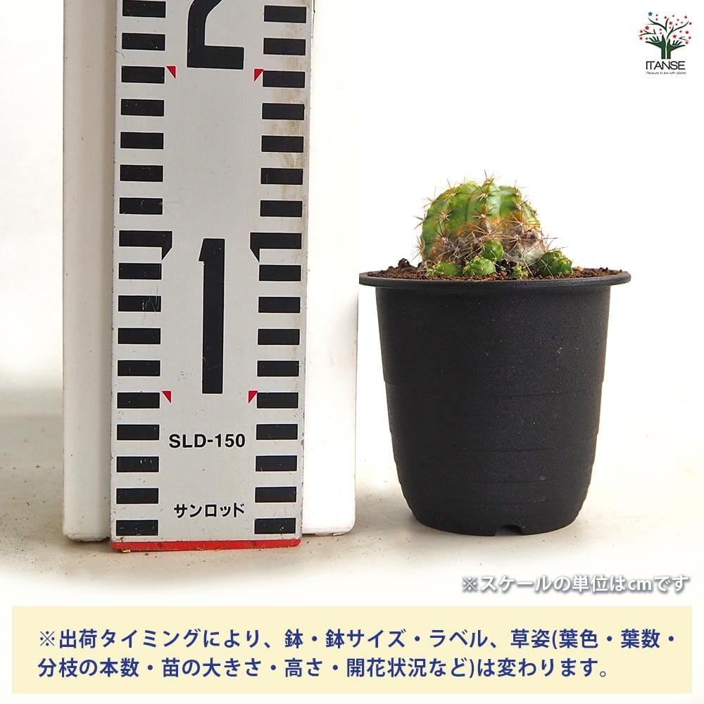 サボテン エキノプシス 花嵐錦 【多肉植物 3号／1個売り】