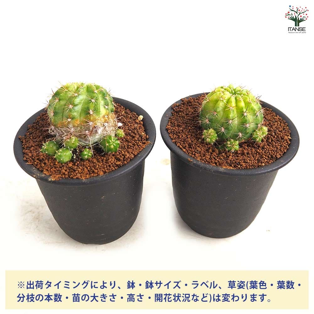 サボテン エキノプシス 花嵐錦 【多肉植物 3号／1個売り】｜ 【植物の