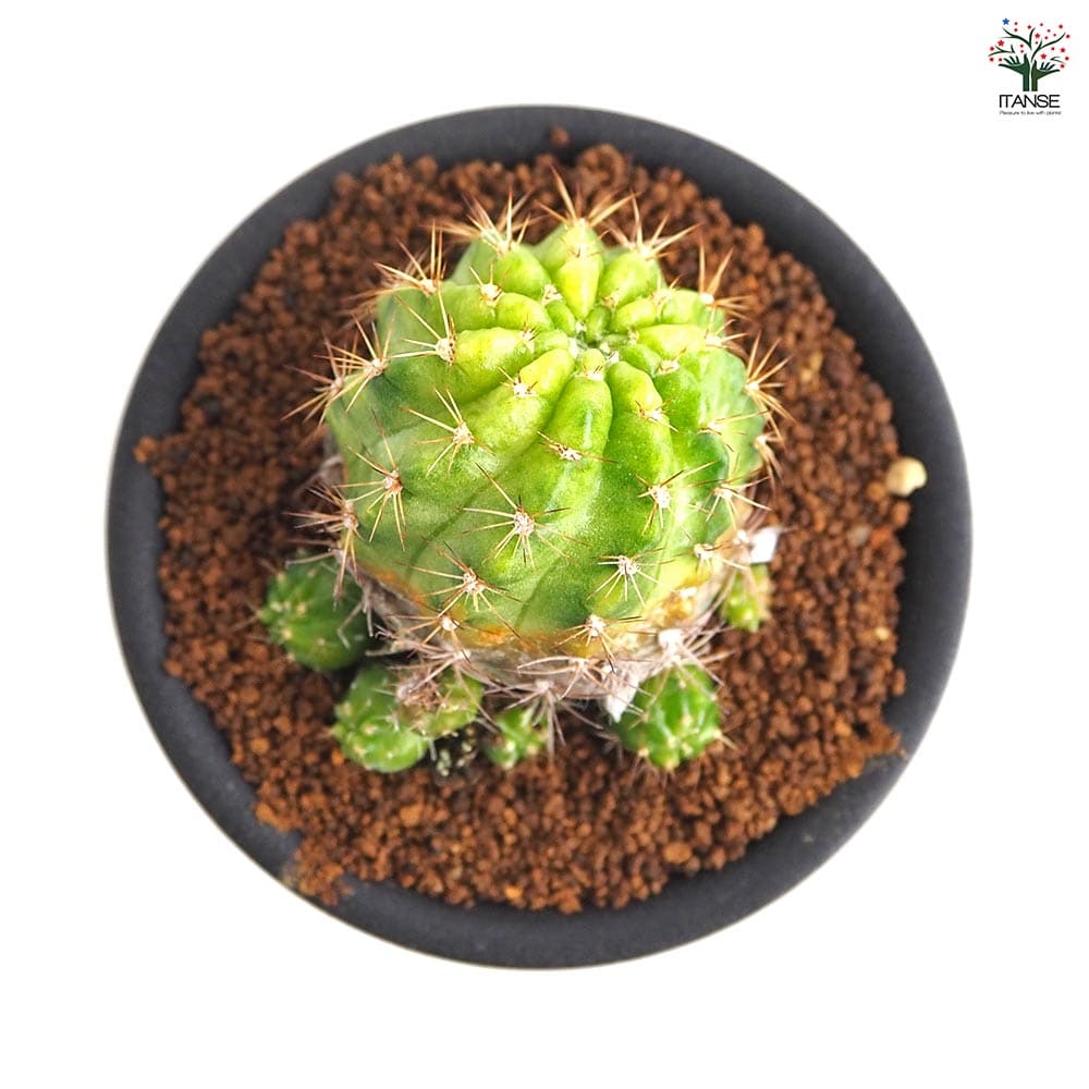 サボテン エキノプシス 花嵐錦 【多肉植物 3号／1個売り】｜ 【植物の
