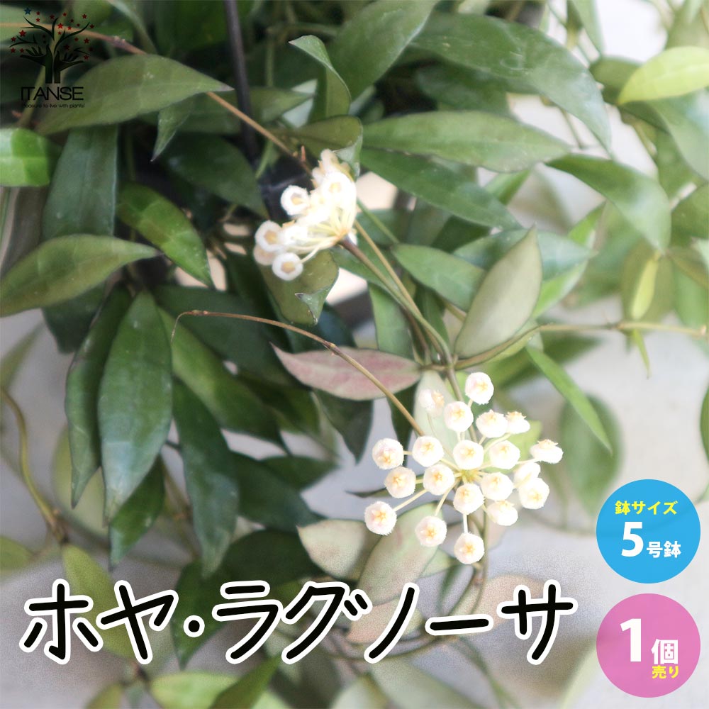 ホヤ(桜ラン)・ラクノーサ 【観葉植物 リビングやオフィス向きサイズ