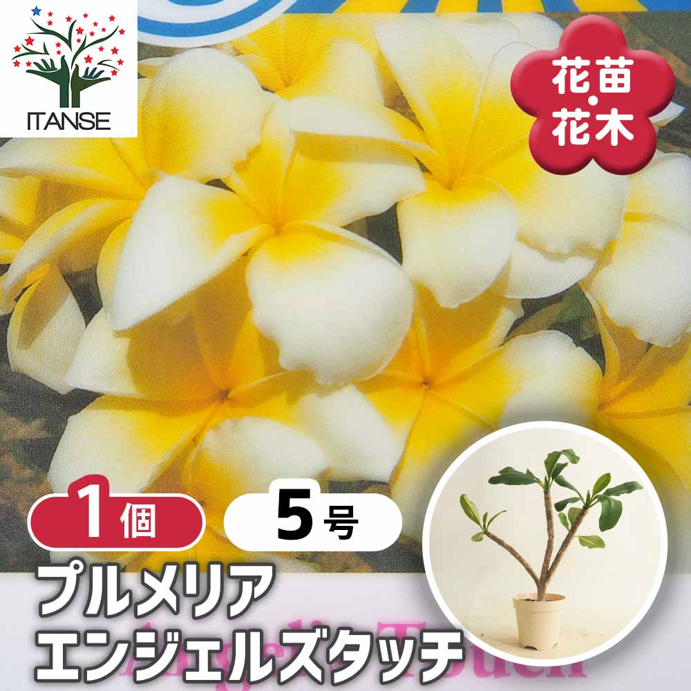 プルメリアの苗 エンジェルズタッチ 【花木苗 5号／1個売り】｜ 【植物