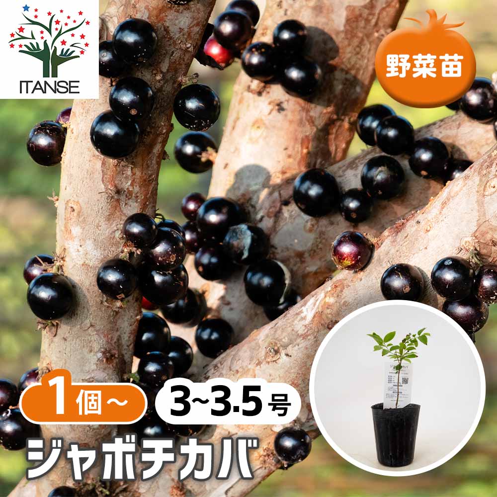 ジャボチカバの苗木 【果樹の苗 3号】｜ 【植物のITANSE】全品