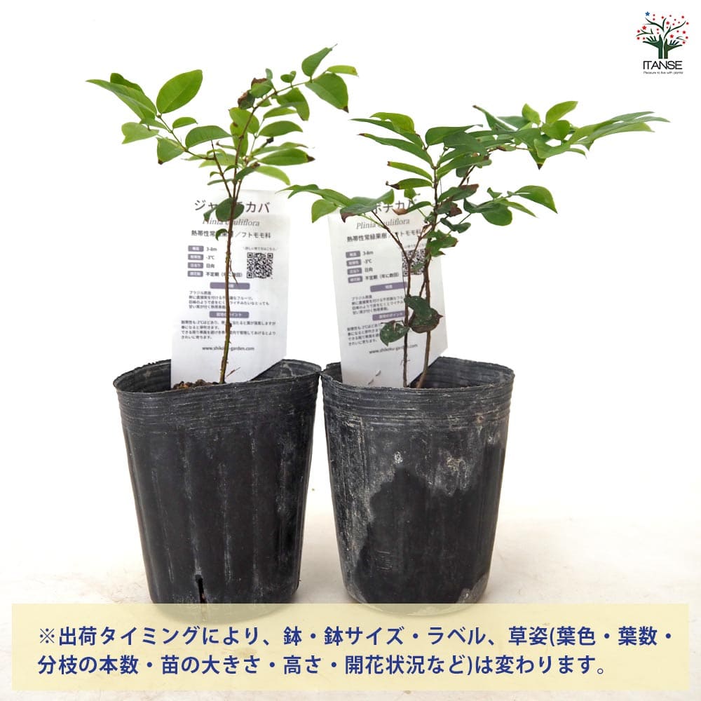 ジャボチカバの苗木 【果樹の苗 3号】｜ 【植物のITANSE】全品