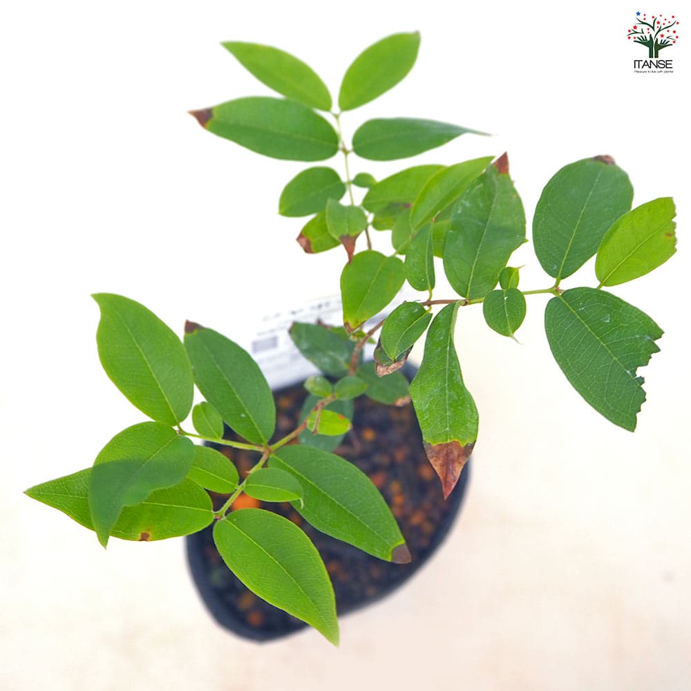 ジャボチカバの苗木 【果樹の苗 3号】｜ 【植物のITANSE】全品