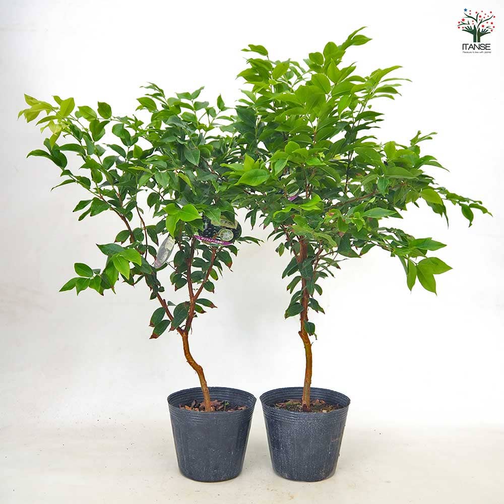 ジャボチカバの苗木 【果樹の苗 3号】｜ 【植物のITANSE】全品