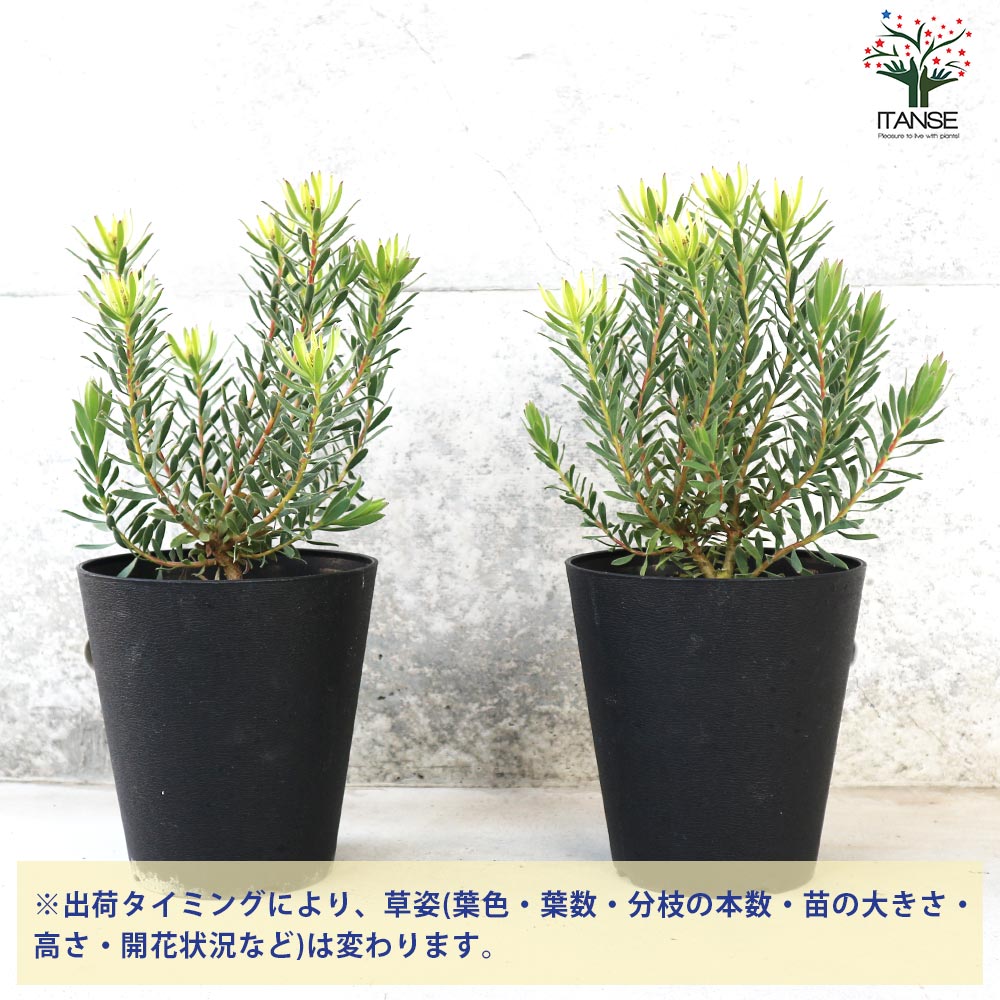 リューカデンドロン ストロベリーフェア 5号鉢 抜き苗予定