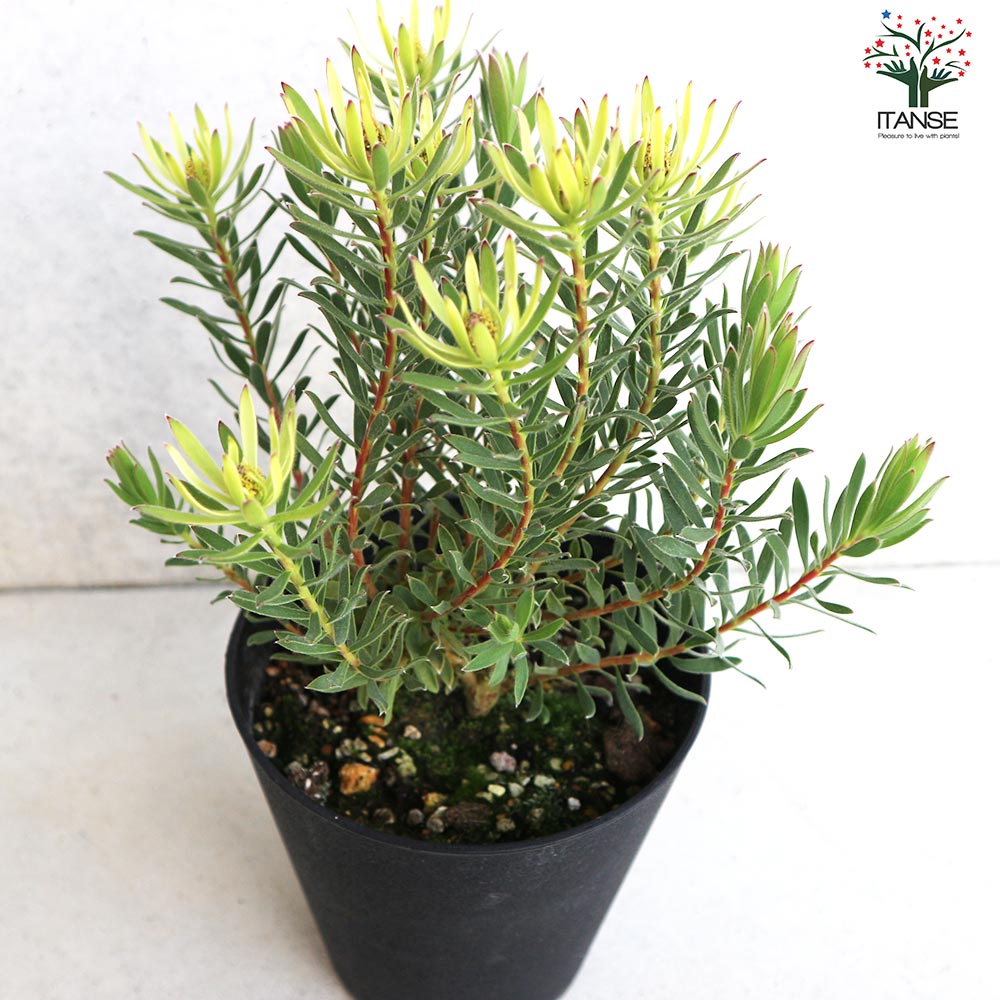 リューカデンドロン　ストロベリーフェア　1 リューカデンドロン ストロベリーフェア 苗 販売 苗木部 By 花ひろば