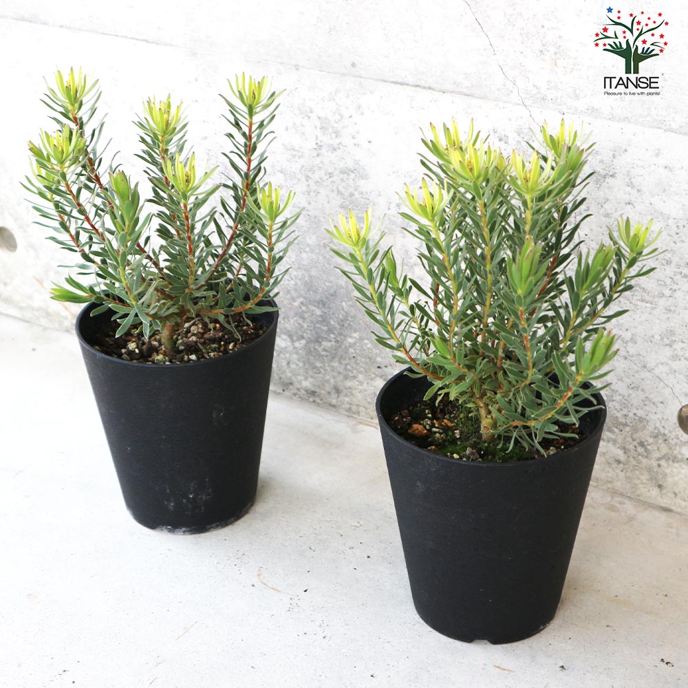 リューカデンドロン ストロベリーフェア【花苗 5号鉢／1個売り