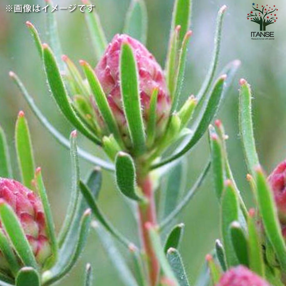 リューカデンドロン　ストロベリーフェア　1 リューカデンドロン ストロベリーフェア【花苗 5号鉢／1個売り