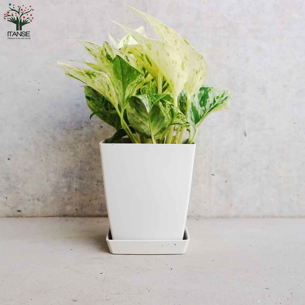 ポトス マーブルクイーン【観葉植物 角鉢4号／1個売り】｜ 【植物の