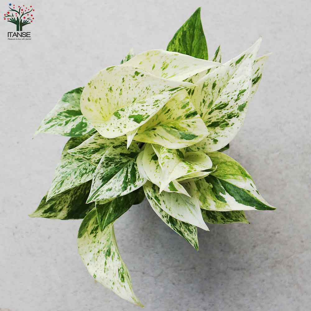 ポトス マーブルクイーン【観葉植物 角鉢4号／1個売り】｜ 【植物の