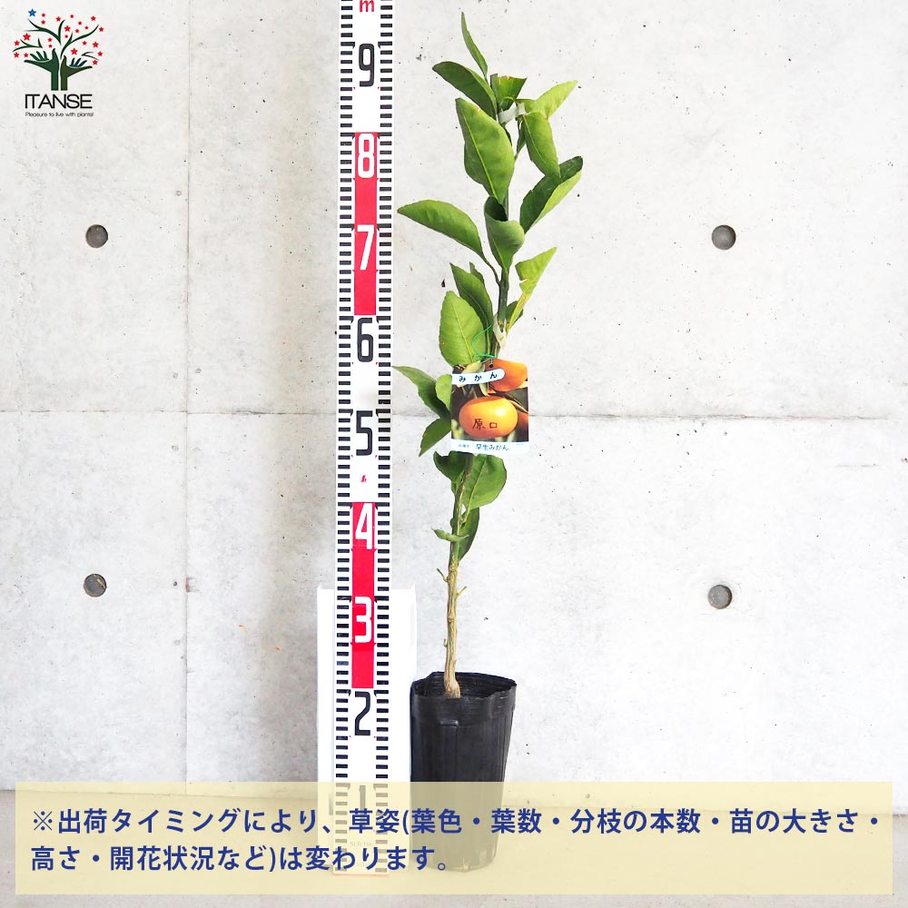 みかんの苗木 原口早生みかん【果樹の苗木 4～5号ポット／1個売り】