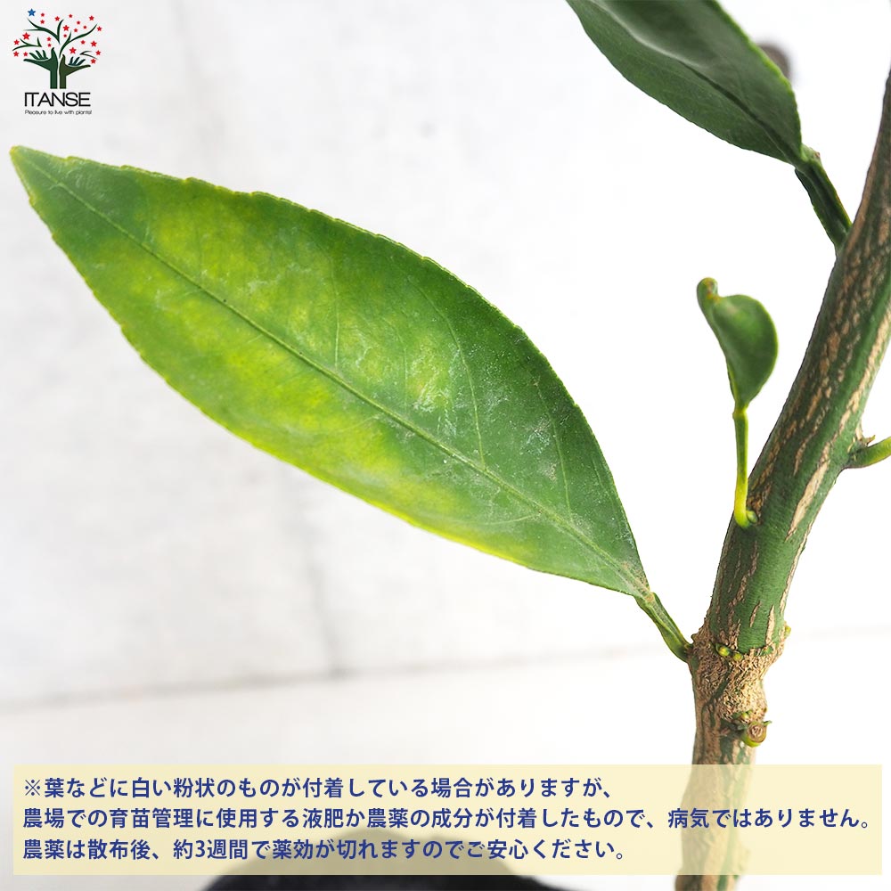 みかんの苗木 原口早生みかん【果樹の苗木 4～5号ポット／1個売り】