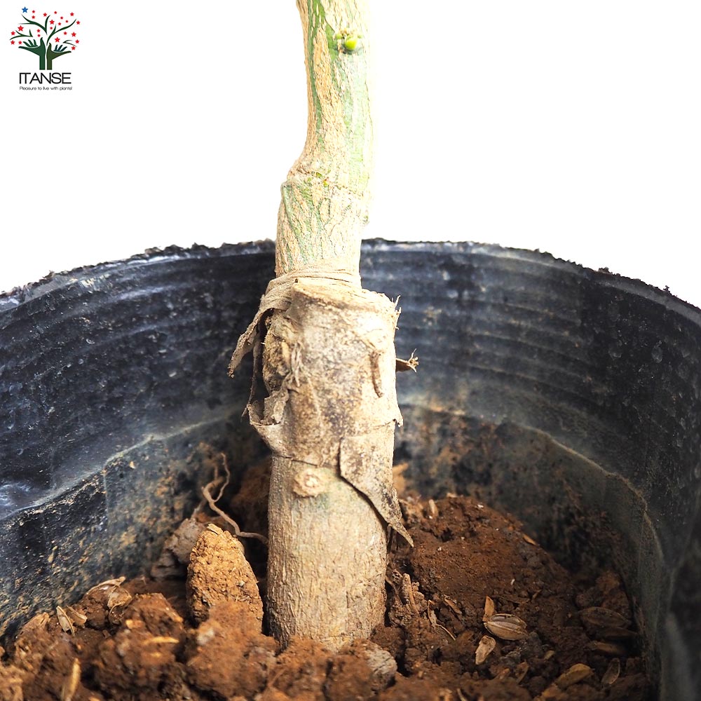 みかんの苗木 原口早生みかん【果樹の苗木 4～5号ポット／1個売り】