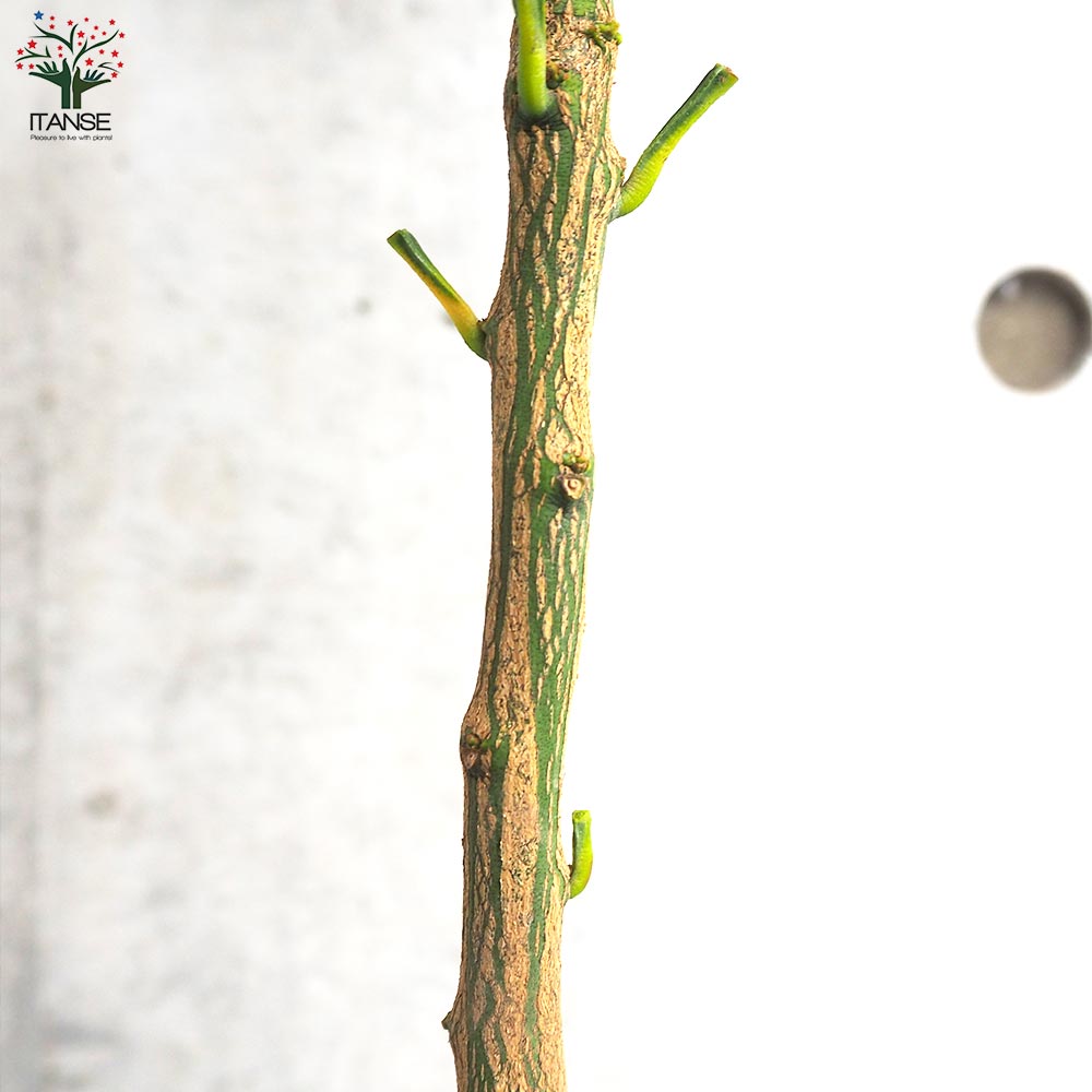 みかんの苗木 原口早生みかん【果樹の苗木 4～5号ポット／1個売り】