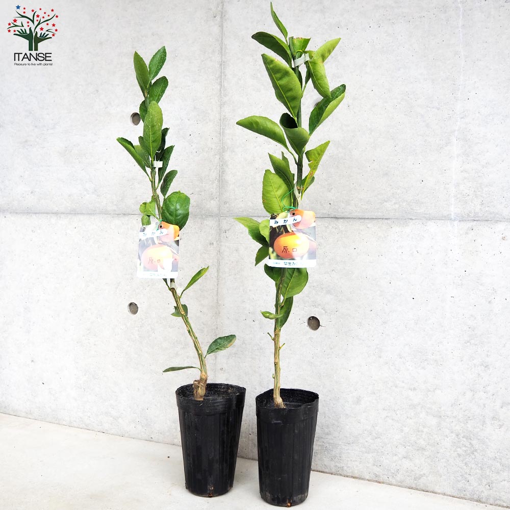 みかんの苗木 原口早生みかん【果樹の苗木 4～5号ポット／1個売り】