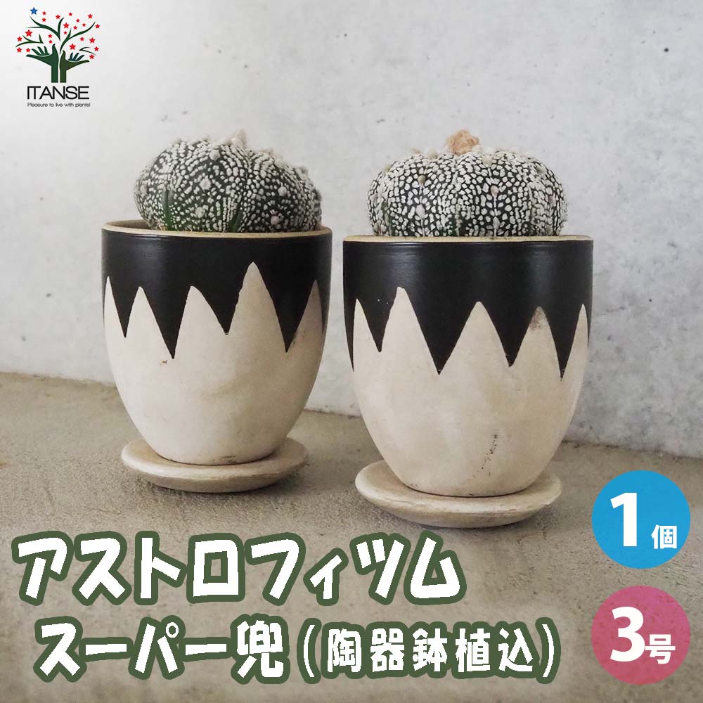 アストロフィツム スーパー兜(カブト)【多肉植物 お洒落な3号陶器鉢／1