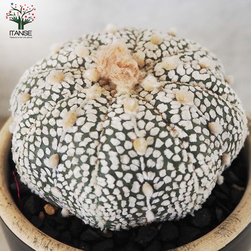 アストロフィツム スーパー兜(カブト)【多肉植物 お洒落な3号陶器鉢／1