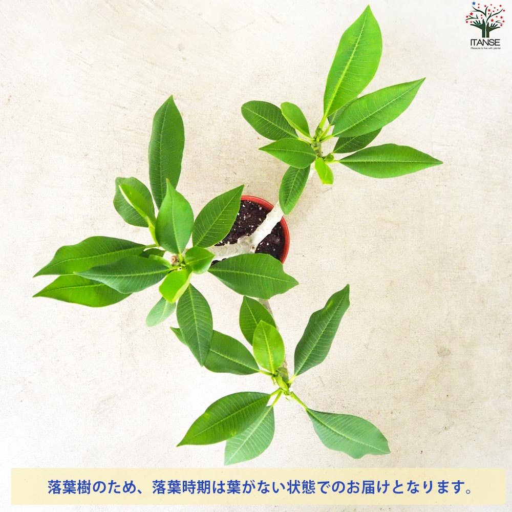 プルメリア苗木 品種：ブリザード【花苗 5号鉢／1個売り】｜ 【植物の