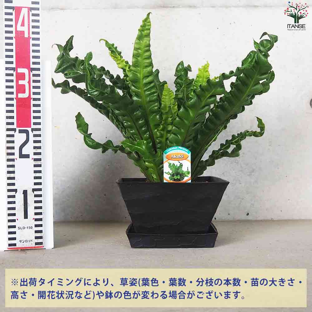 タニワタリ アスプレニウム アカキ【観葉植物 角鉢6号／1個売り】｜ 【植物のITANSE】全品送料無料・即出荷!