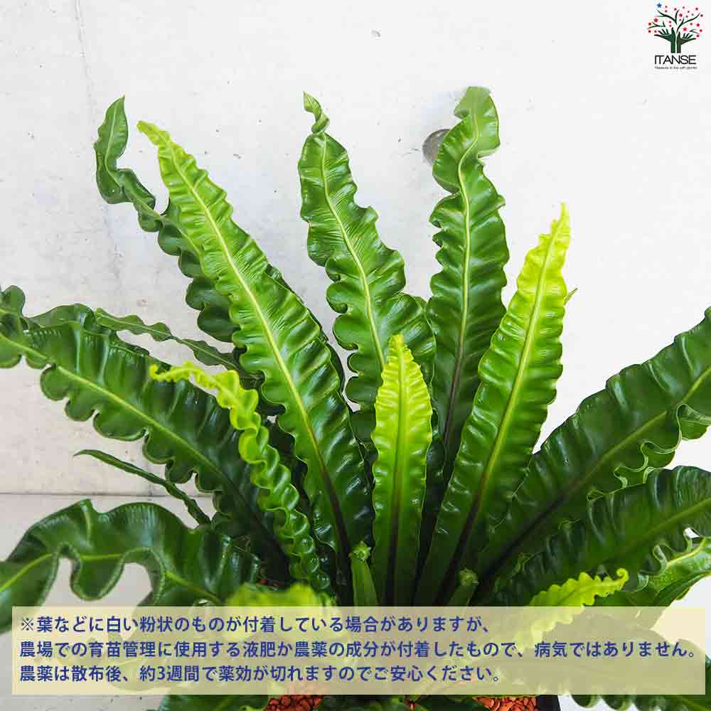 タニワタリ アスプレニウム アカキ【観葉植物 角鉢6号／1個売り】｜ 【植物のITANSE】全品送料無料・即出荷!