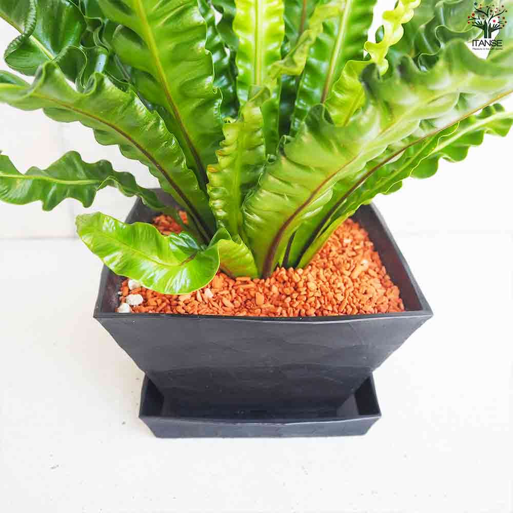 タニワタリ アスプレニウム アカキ【観葉植物 角鉢6号／1個売り