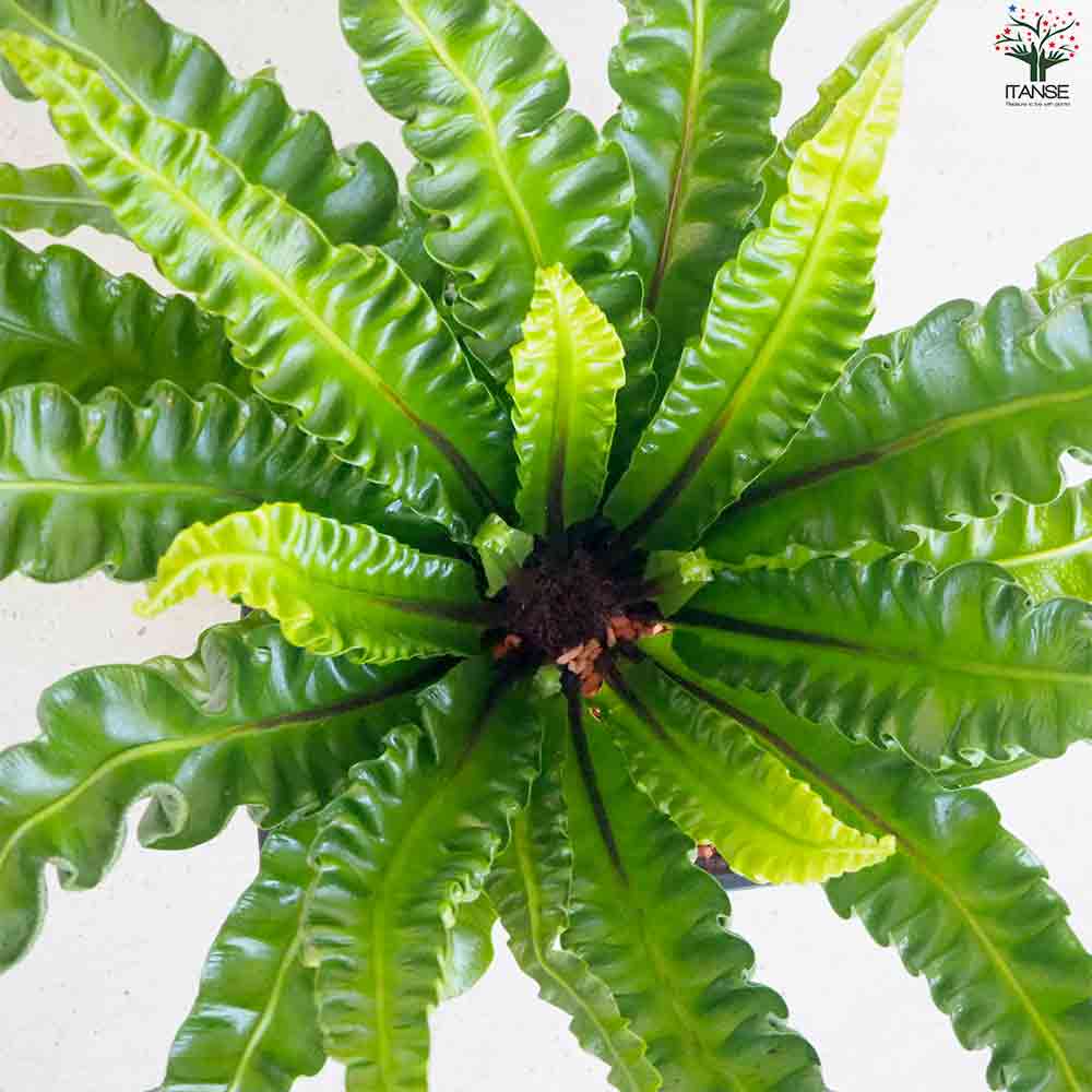タニワタリ アスプレニウム アカキ【観葉植物 角鉢6号／1個売り】｜ 【植物のITANSE】全品送料無料・即出荷!