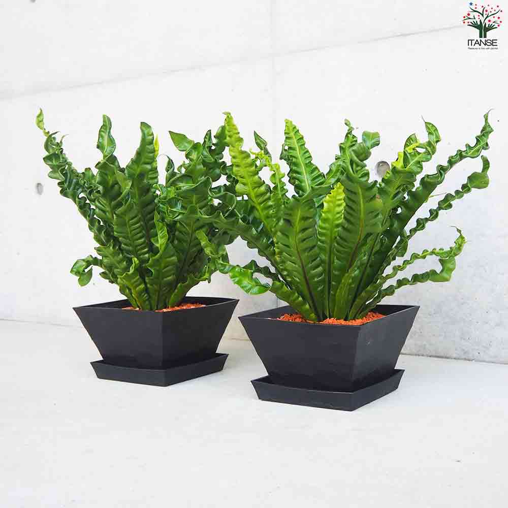 アスプレニウム（タニワタリ / ビカクシダ系）元気な株 タニワタリ アスプレニウム アカキ【観葉植物 角鉢6号／1個売り