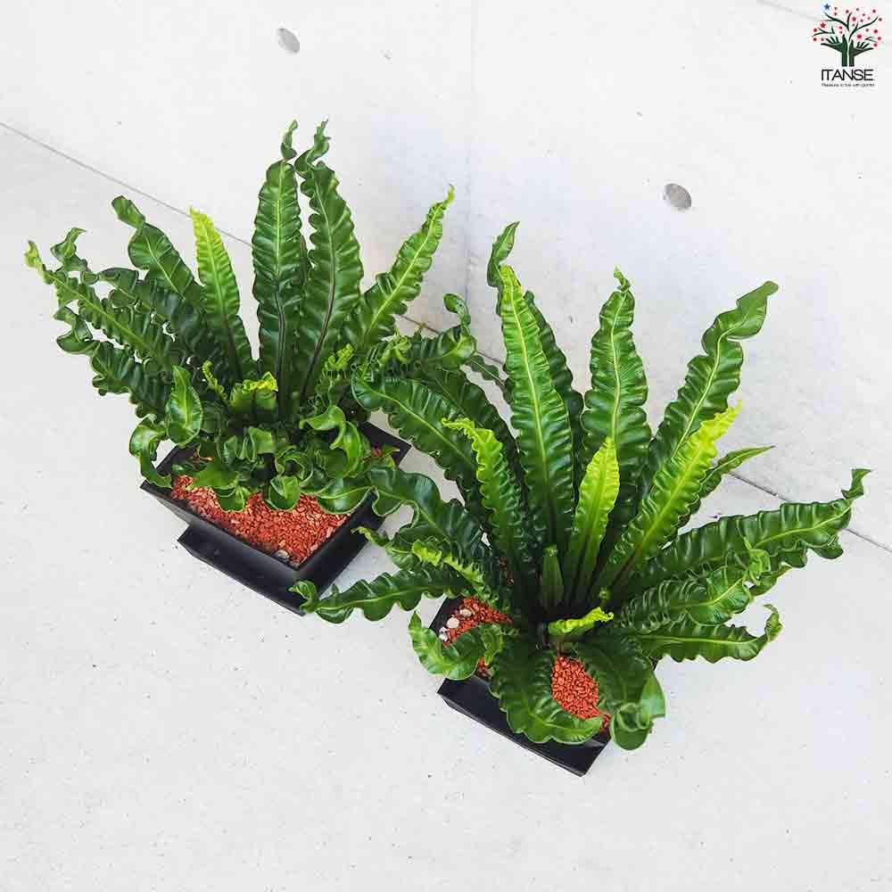 アスプレニウム（タニワタリ / ビカクシダ系）元気な株 アスプレニウム（タニワタリ / ビカクシダ系）元気な株 アスプレニウム