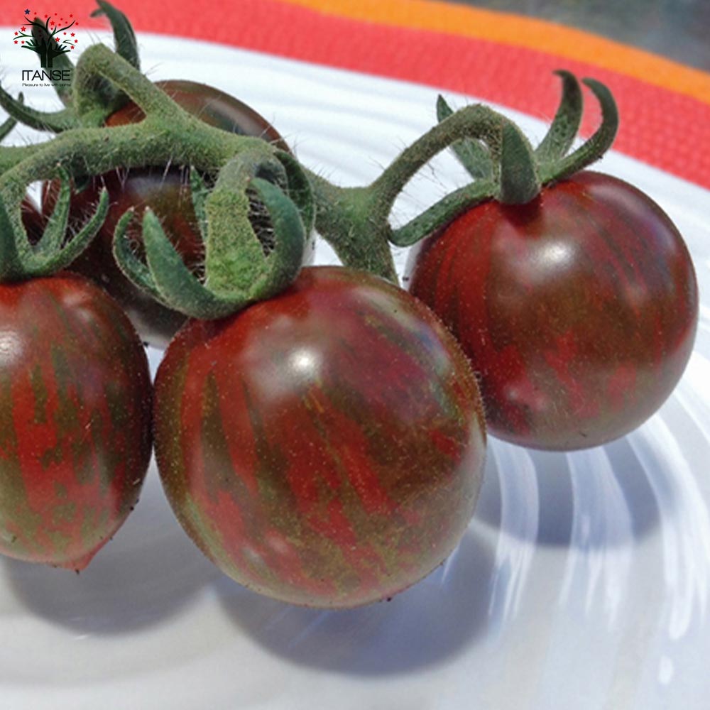 極甘カラフルゼブラミニトマト メイクスイーツ ベロニカ ミニトマトの苗2個～【野菜の苗 10.5cmポット 自根苗】