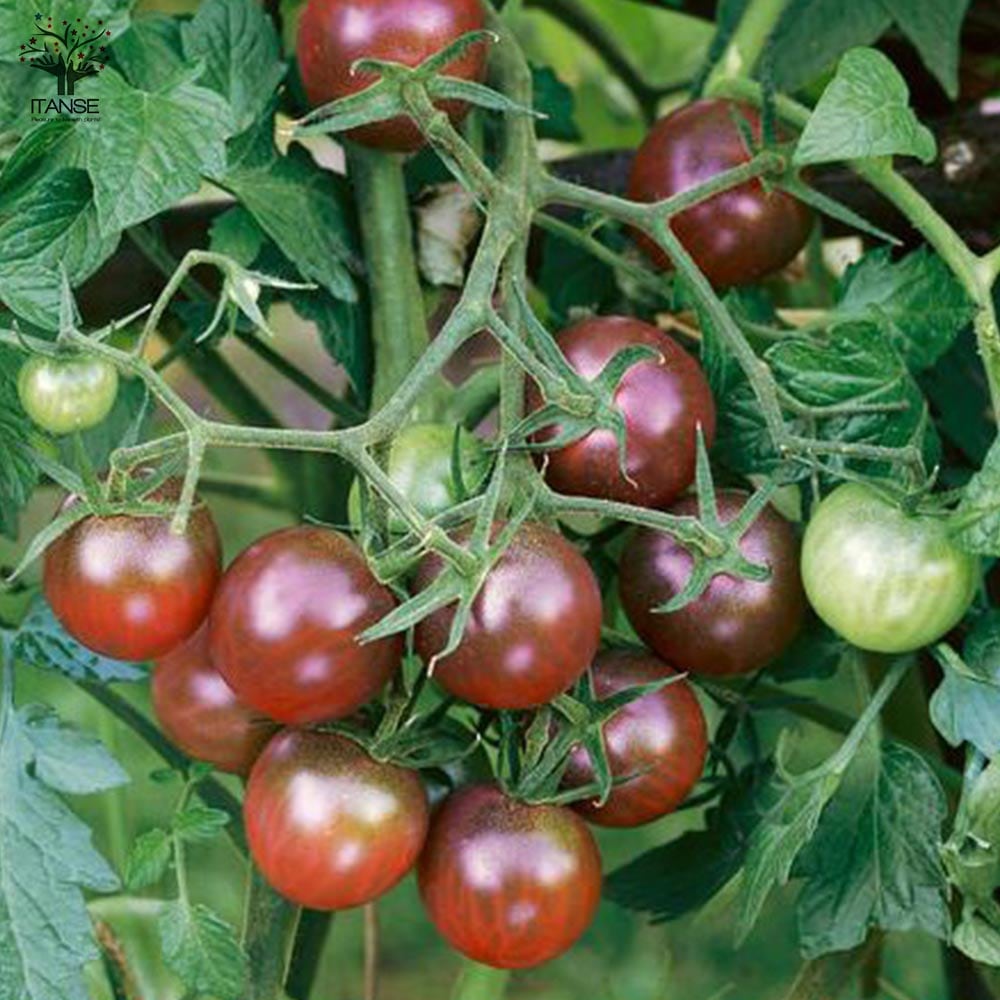 極甘カラフルゼブラミニトマト メイクスイーツ ベロニカ ミニトマトの苗2個～【野菜の苗 10.5cmポット 自根苗】