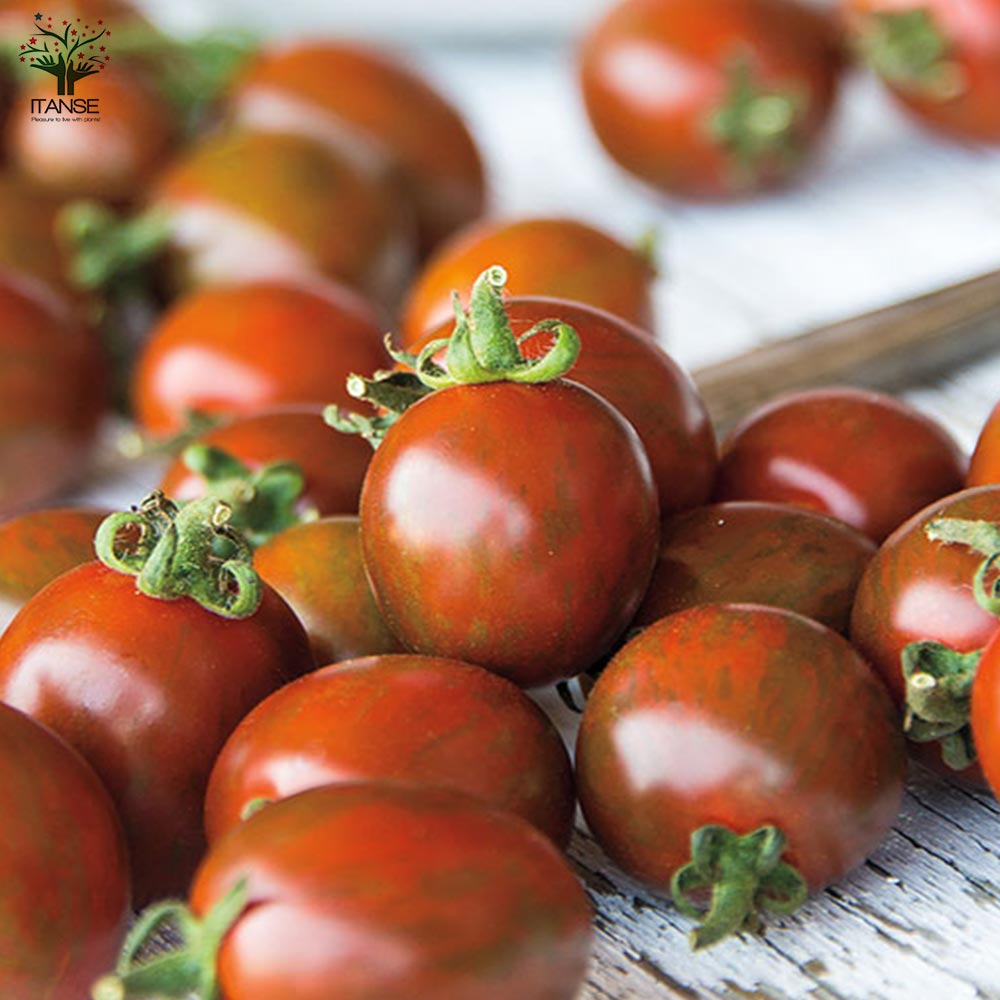 極甘カラフルゼブラミニトマト メイクスイーツ ベロニカ ミニトマトの苗2個～【野菜の苗 10.5cmポット 自根苗】