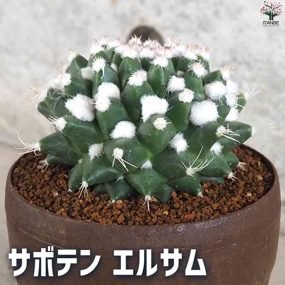 サボテン エルサム 【多肉植物 3.5号鉢】｜ 【植物のITANSE