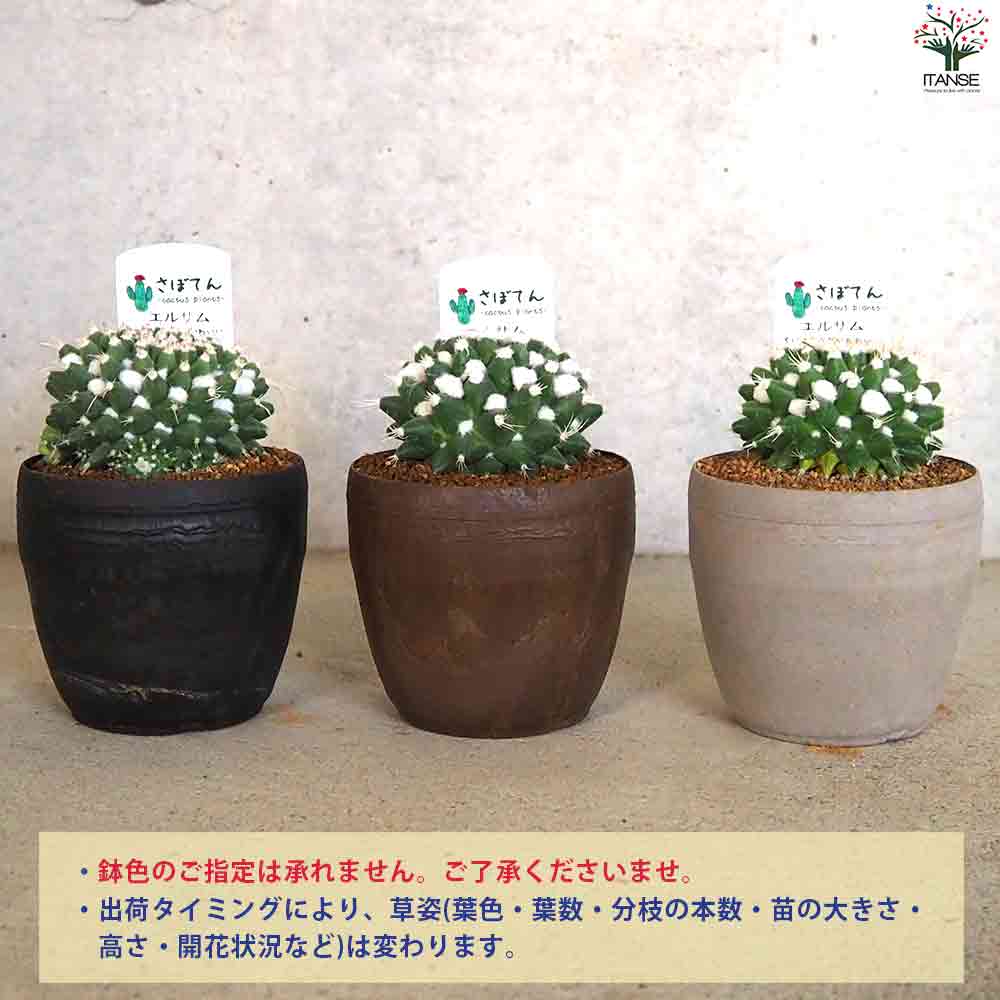 サボテン エルサム 【多肉植物 3.5号鉢】｜ 【植物のITANSE 
