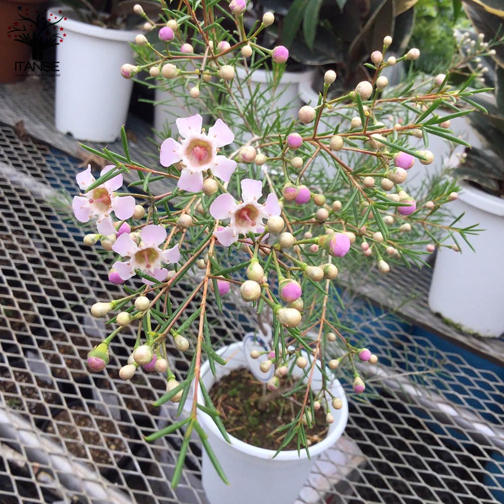 ワックスフラワー 【花苗 5号 花木】