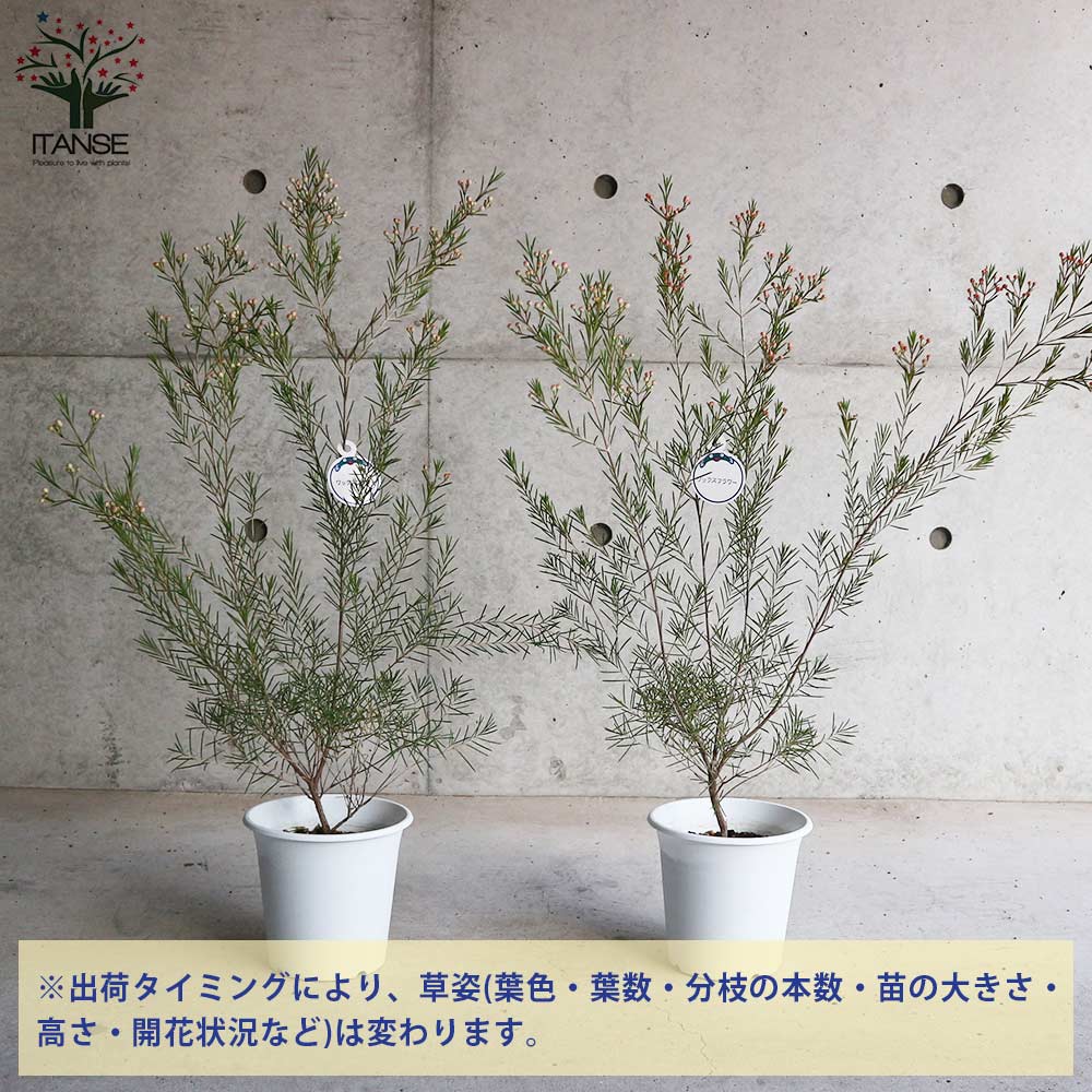 ワックスフラワー 【花苗 5号 花木】