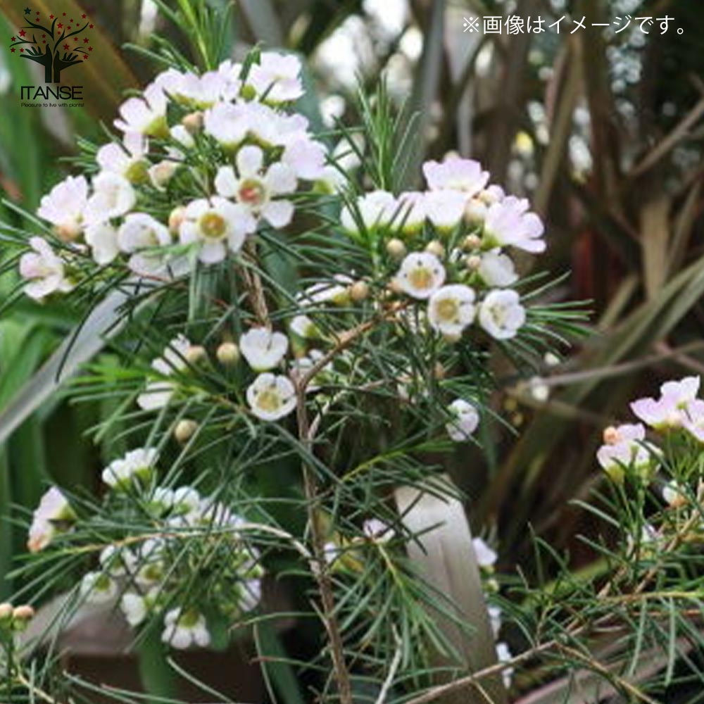 布花、染花、10種類の花スワッグ