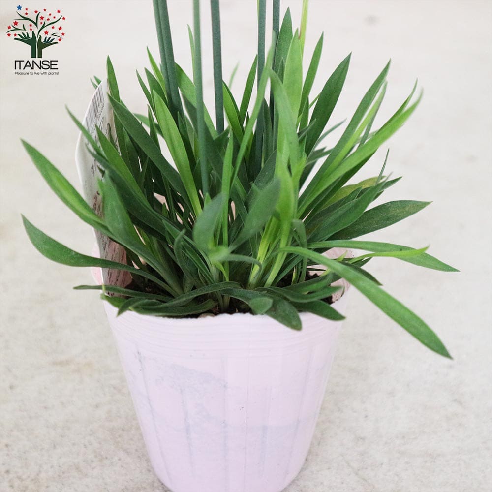 アルメリア・サクラスティック【花苗 9cmポット】｜ 【植物の