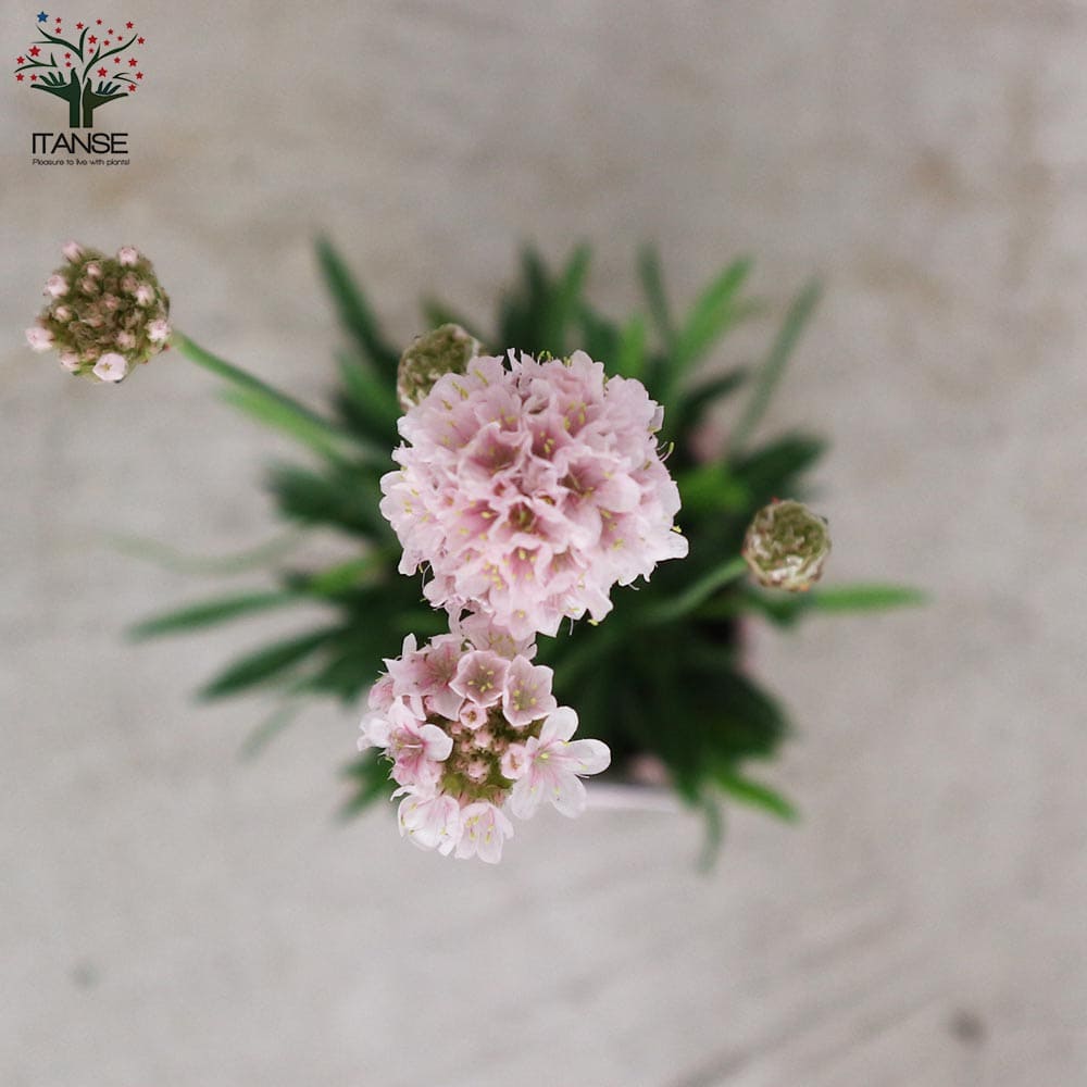 アルメリア・サクラスティック【花苗 9cmポット】｜ 【植物の