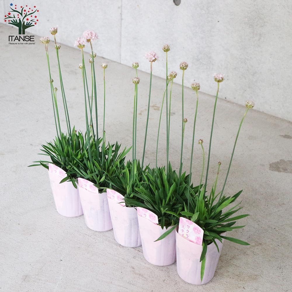 アルメリア・サクラスティック【花苗 9cmポット】｜ 【植物の