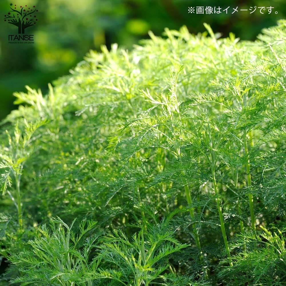 蚊よらず＆モスキートバスター(ハーブ・ゼラニウム 蚊連草) 2個～【ハーブの苗 9cmポット】