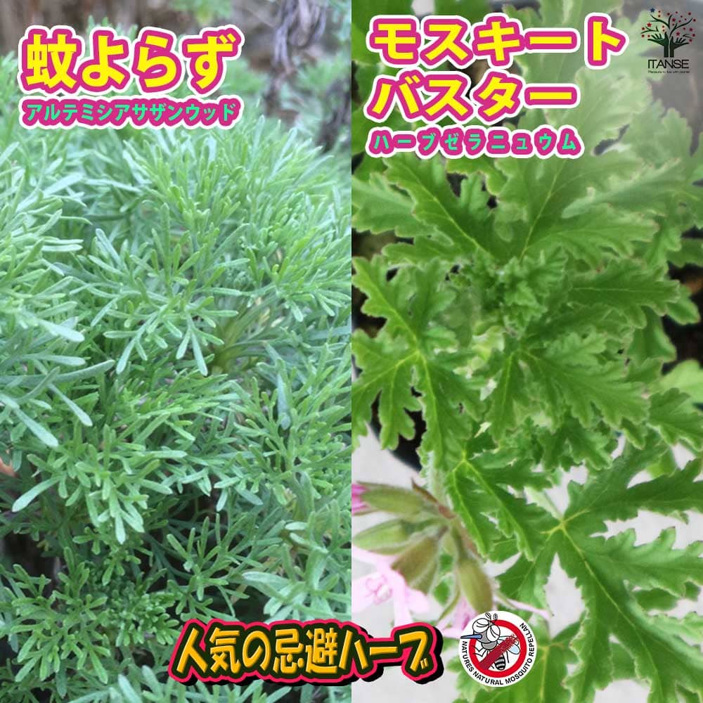 蚊よらず＆モスキートバスター(ハーブ・ゼラニウム 蚊連草) 2個～【ハーブの苗 9cmポット】