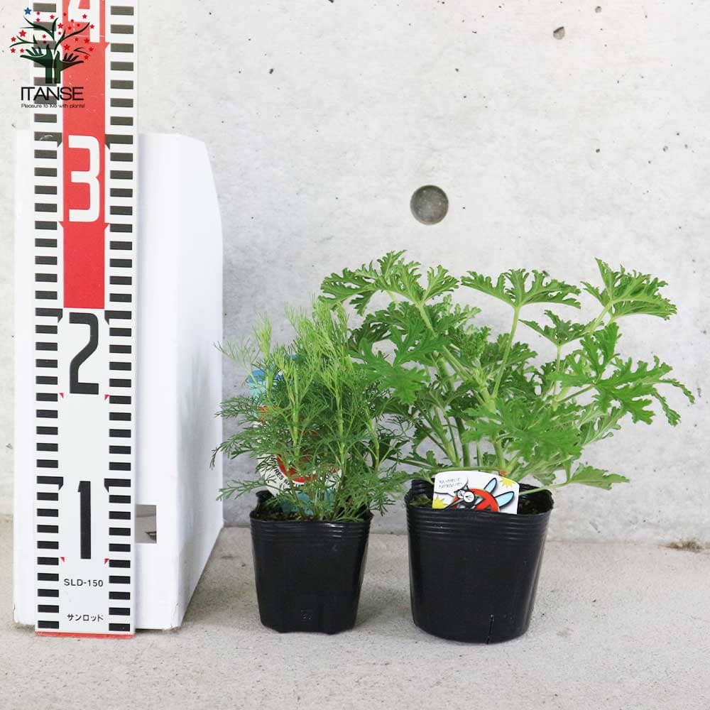 蚊よらず＆モスキートバスター(ハーブ・ゼラニウム 蚊連草) 2個～【ハーブの苗 9cmポット】