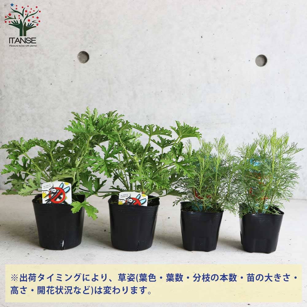 蚊よらず＆モスキートバスター(ハーブ・ゼラニウム 蚊連草) 2個～【ハーブの苗 9cmポット】