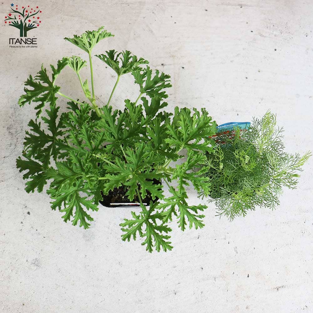 蚊よらず＆モスキートバスター(ハーブ・ゼラニウム 蚊連草) 2個～【ハーブの苗 9cmポット】