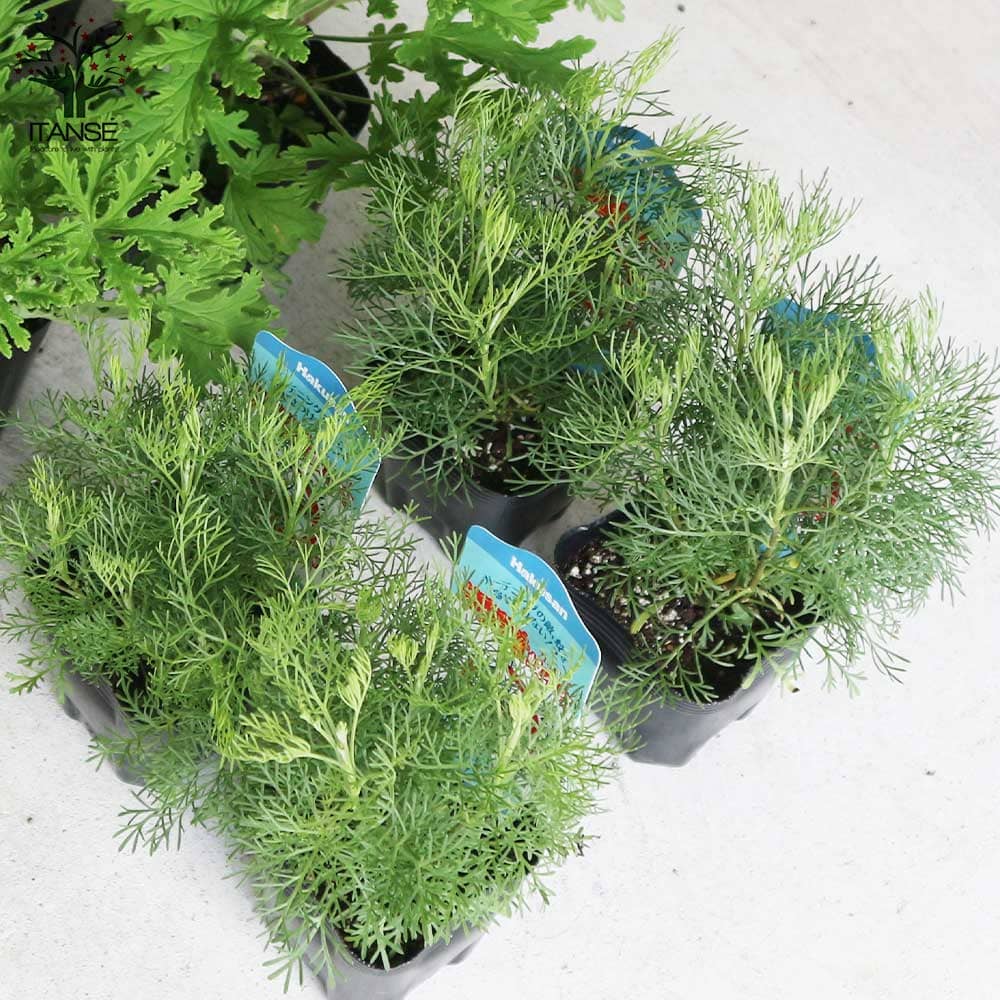 蚊よらず＆モスキートバスター(ハーブ・ゼラニウム 蚊連草) 2個～【ハーブの苗 9cmポット】