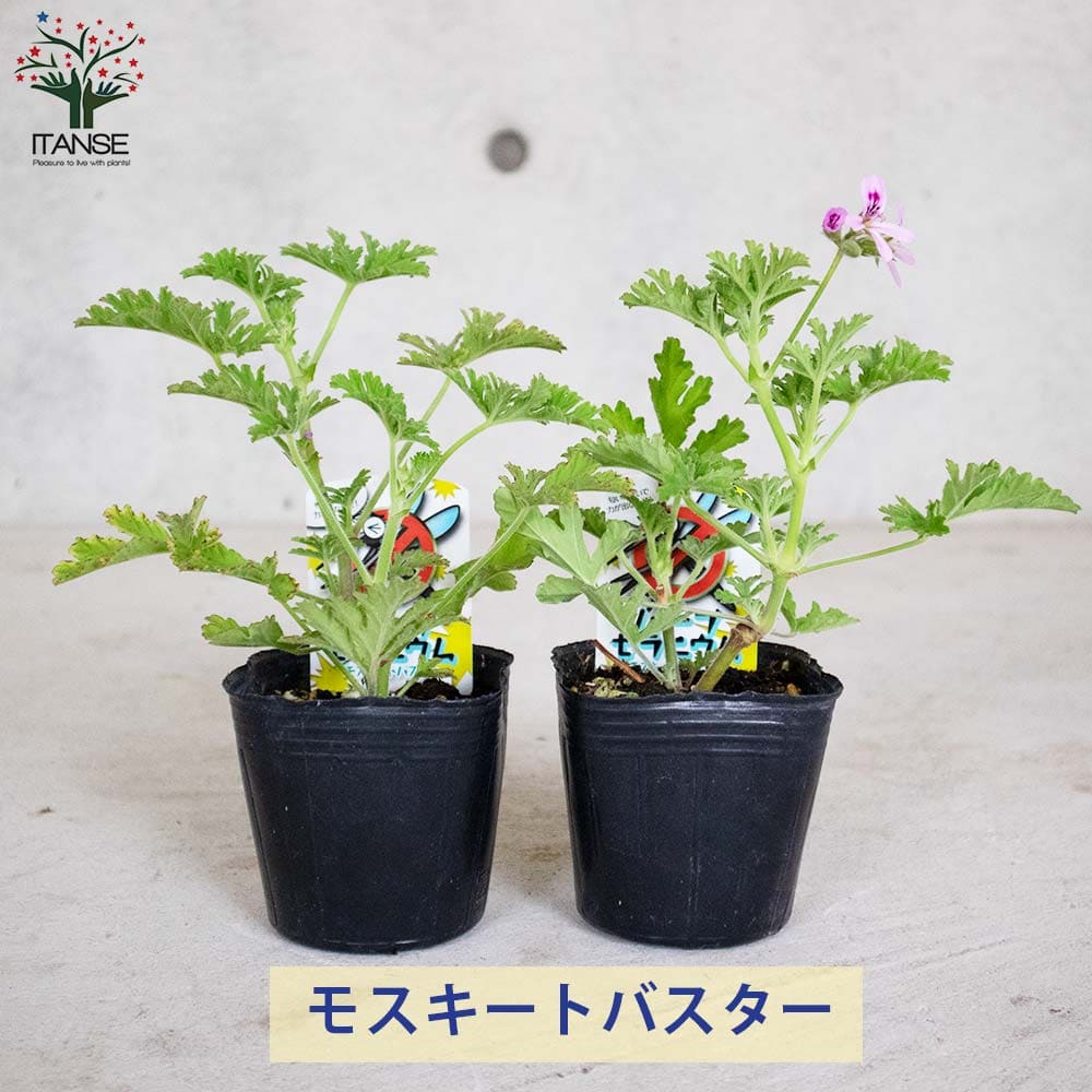 蚊よらず＆モスキートバスター(ハーブ・ゼラニウム 蚊連草) 2個～【ハーブの苗 9cmポット】