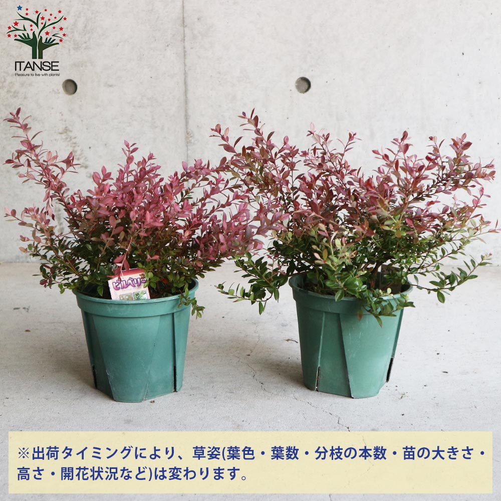 さち　高さ約90㎝大株ビルベリー さち 高さ約90㎝大株ビルベリー さち 高さ約90㎝大