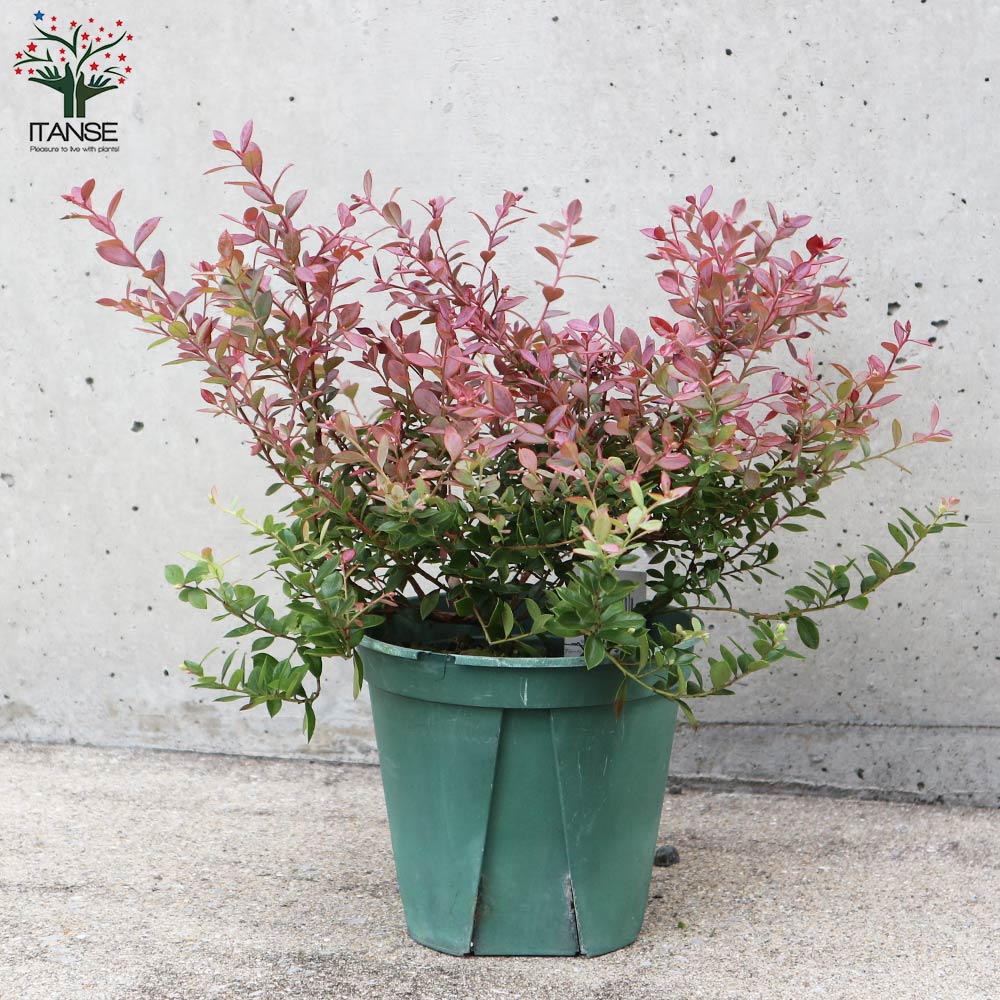 ビルベリー (ワイルドブルーベリー)【果樹の苗木 5号鉢 2年生 挿し木苗