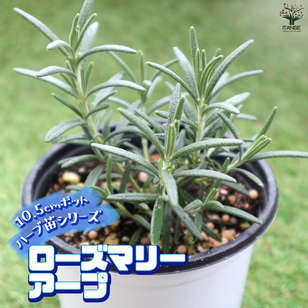 ローズマリー アルプ 10.5cm2個～【おうちで簡単！育てやすい10.5cmポットハーブ苗シリーズ！】